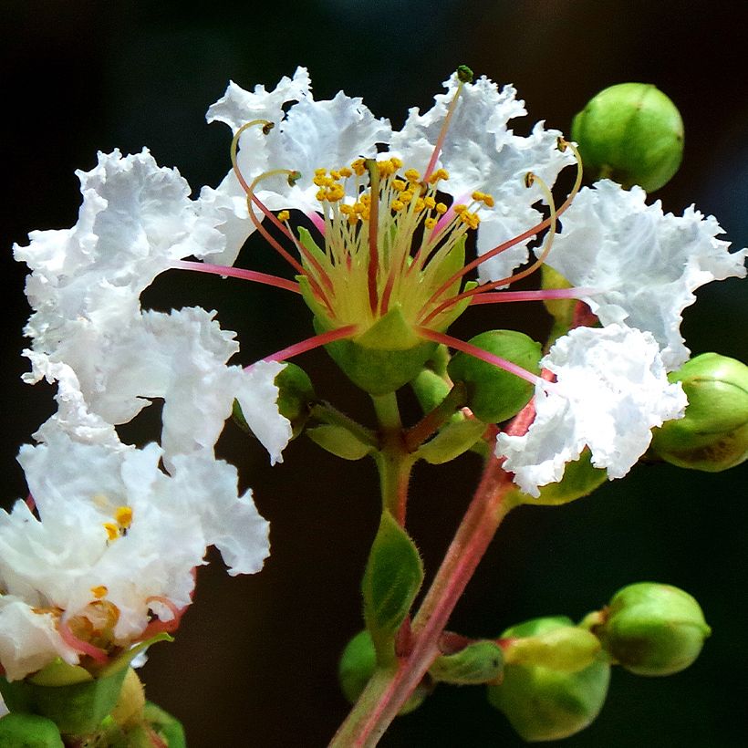 Árbol de Júpiter White Chocolate - Lagerstroemia indica (Floración)