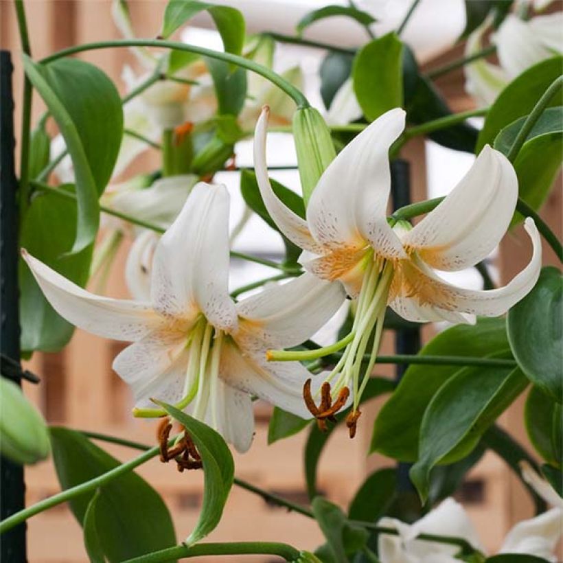 Lilium henryi Lady Alice - Azucena (Floración)