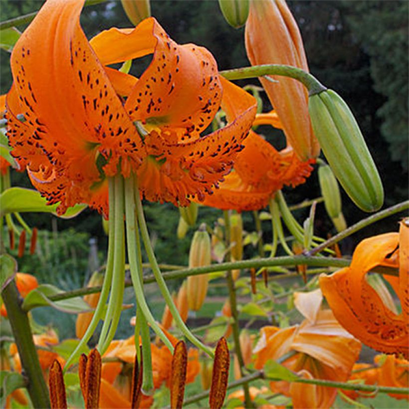 Lilium henryi - Azucena (Floración)