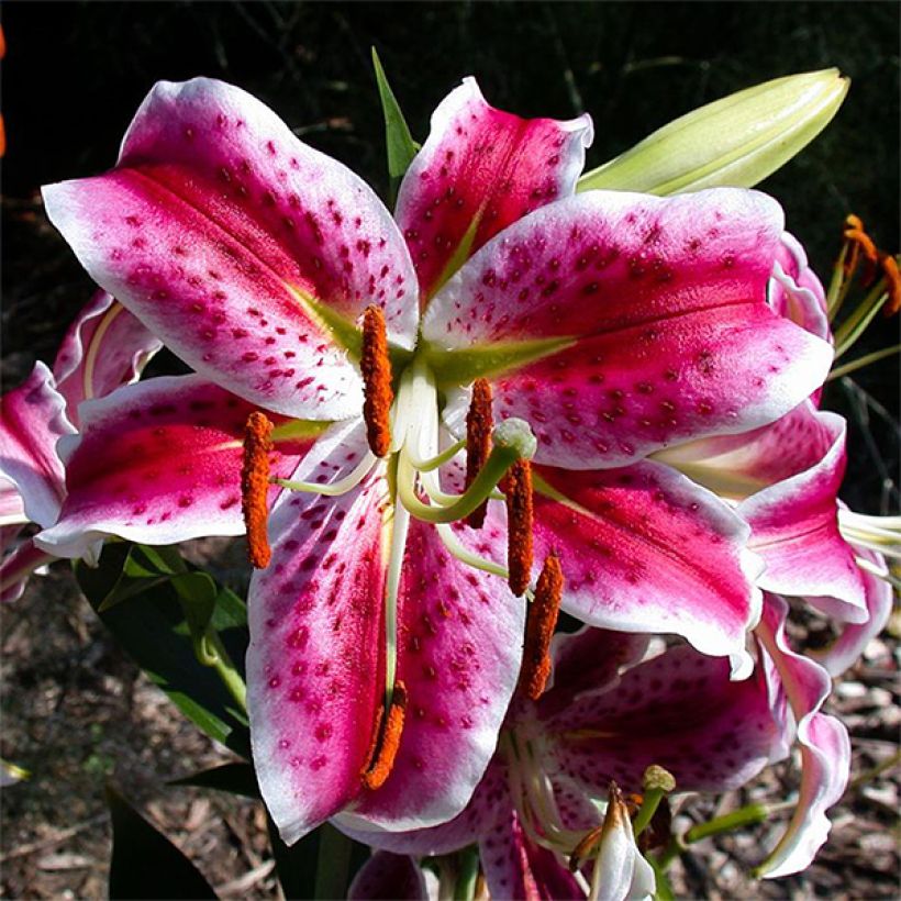 Lilium speciosum rubrum Uchida - Azucena (Floración)