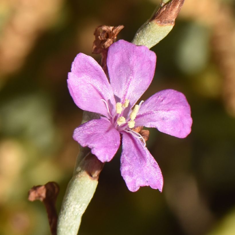 Limoniastrum monopetalum - Salado (Floración)