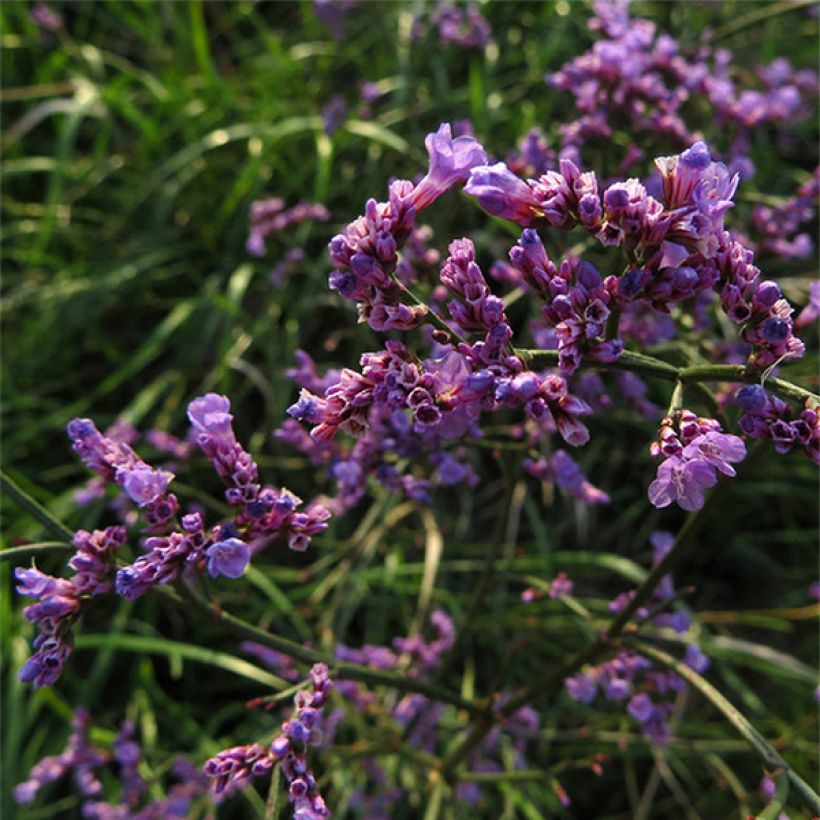 Limonium gmelinii subsp. hungaricum (Floración)