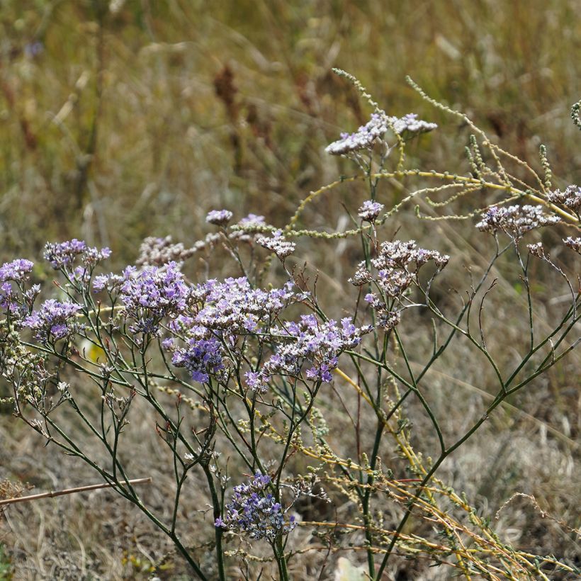 Limonium gmelinii subsp. hungaricum (Porte)