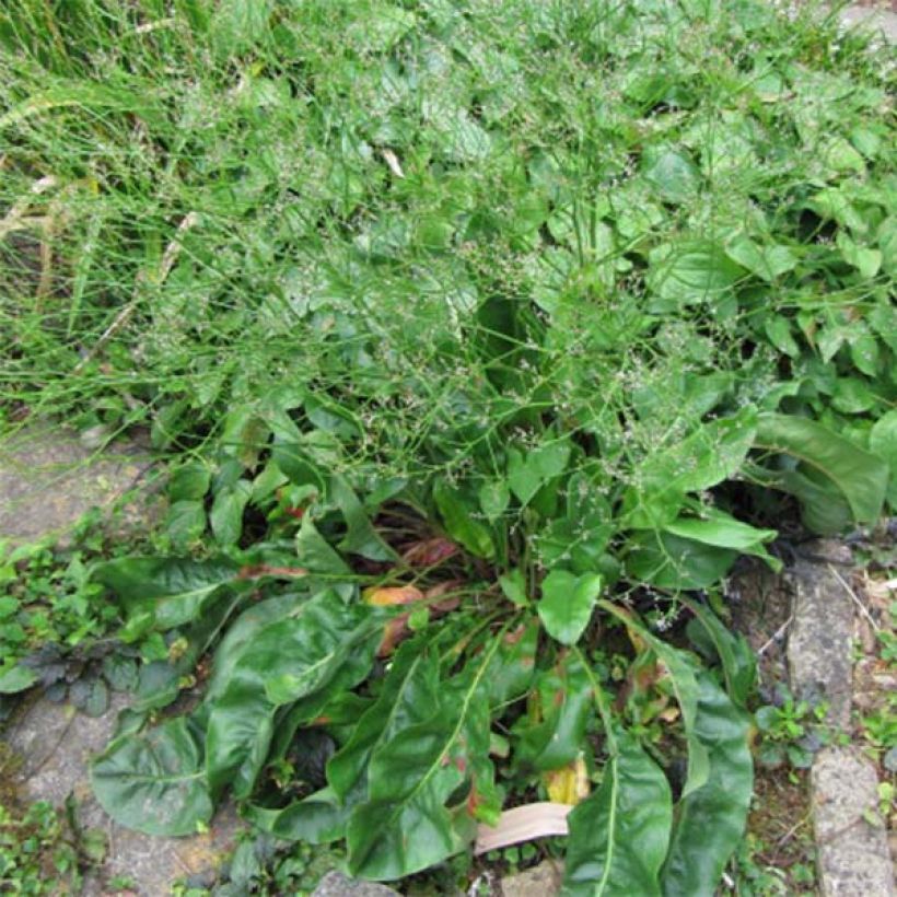 Limonium platyphyllum (Follaje)