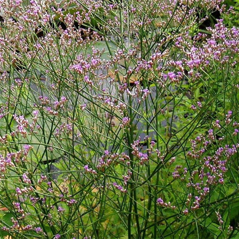 Limonium platyphyllum (Floración)