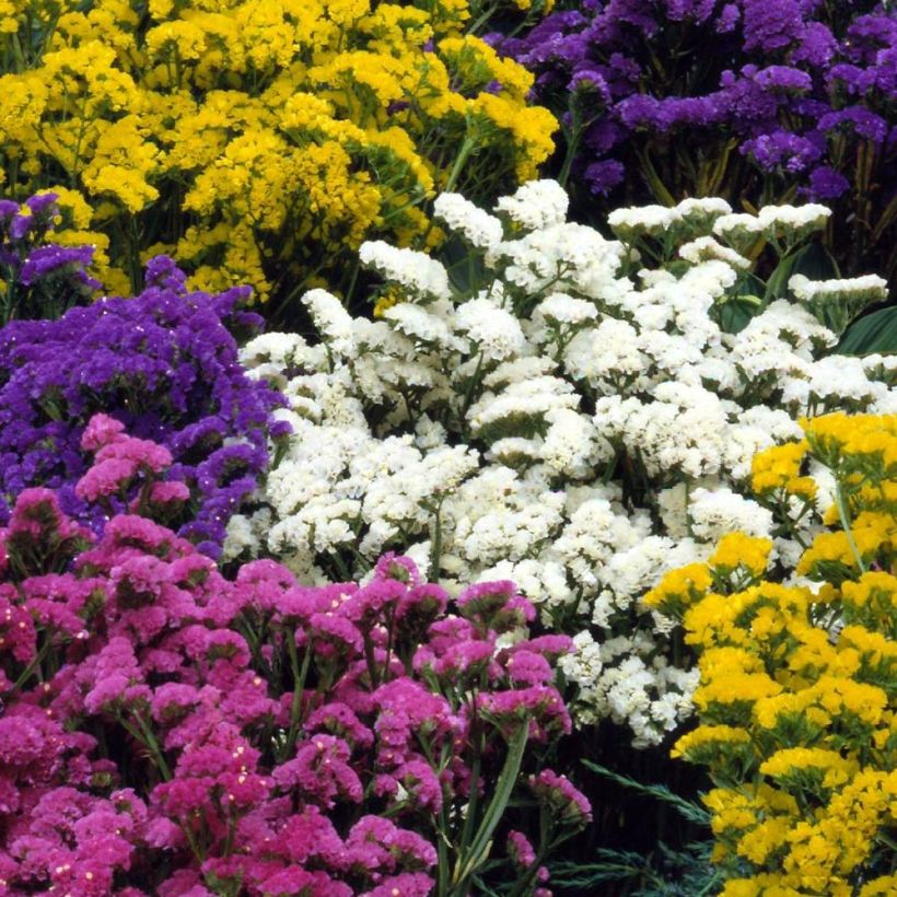 Limonium sinuatum Forever Mix (Floración)