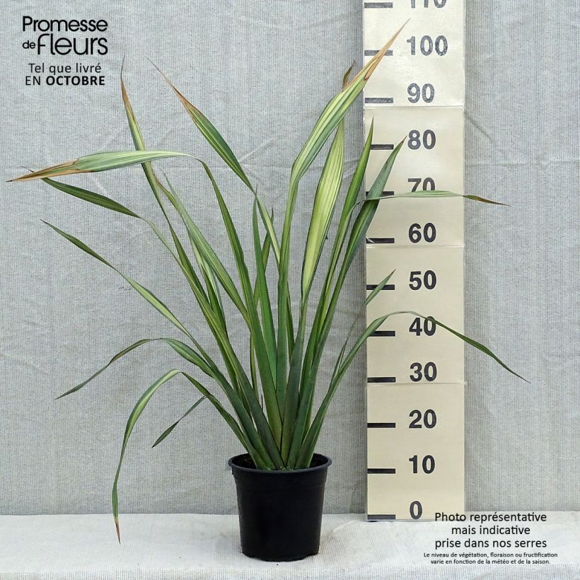 Ejemplar de Lin de Nouvelle-Zélande - Phormium Apricot Queen Pot de 3L/4L entregado en otoño