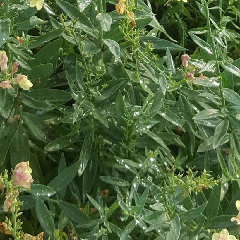 Linaria purpurea Peachy - Boca de lobo (Follaje)