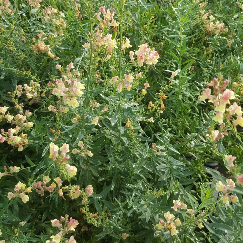 Linaria purpurea Peachy - Boca de lobo (Porte)