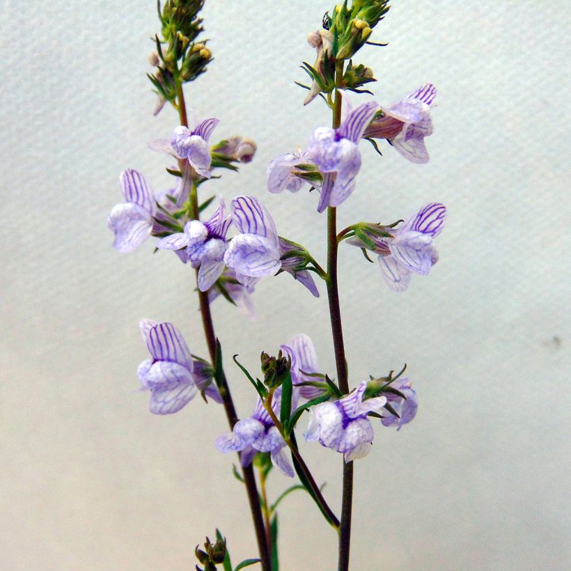 Linaria anticaria Antique Silver (Floración)