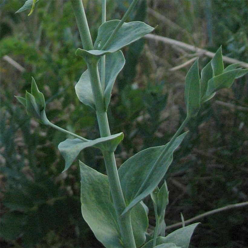 Linaria dalmatica (Follaje)