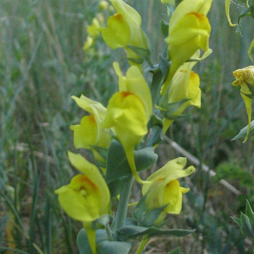 Linaria dalmatica (Floración)