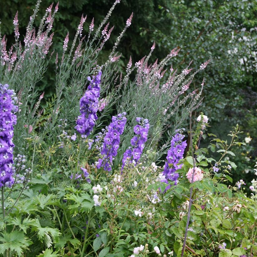 Linaria purpurea Canon J. Went - Boca de lobo (Porte)