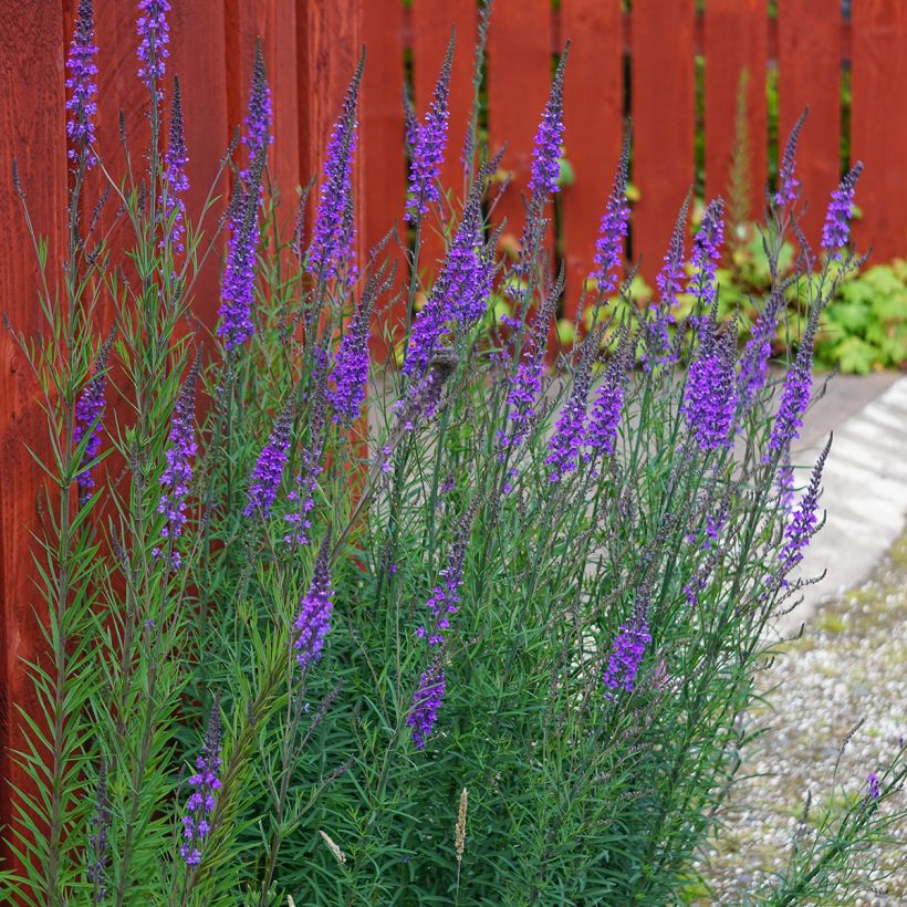 Linaria purpurea - Boca de lobo (Porte)