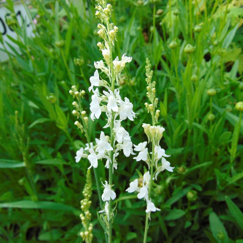 Linaria purpurea Alba - Boca de lobo (Floración)