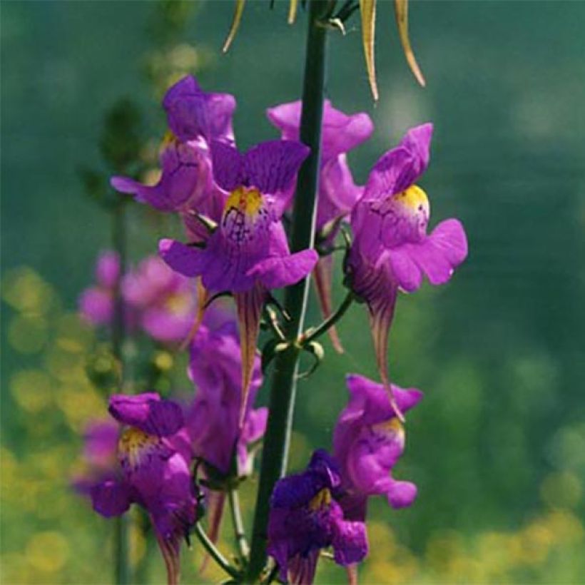 Linaria triornithophora (Floración)