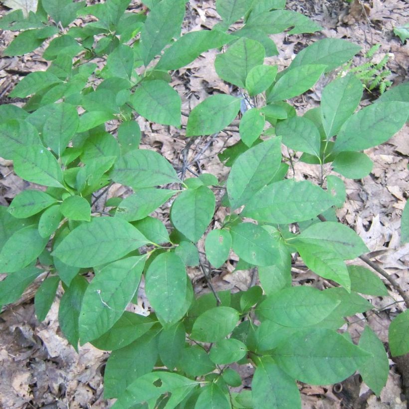 Lindera benzoin (Follaje)