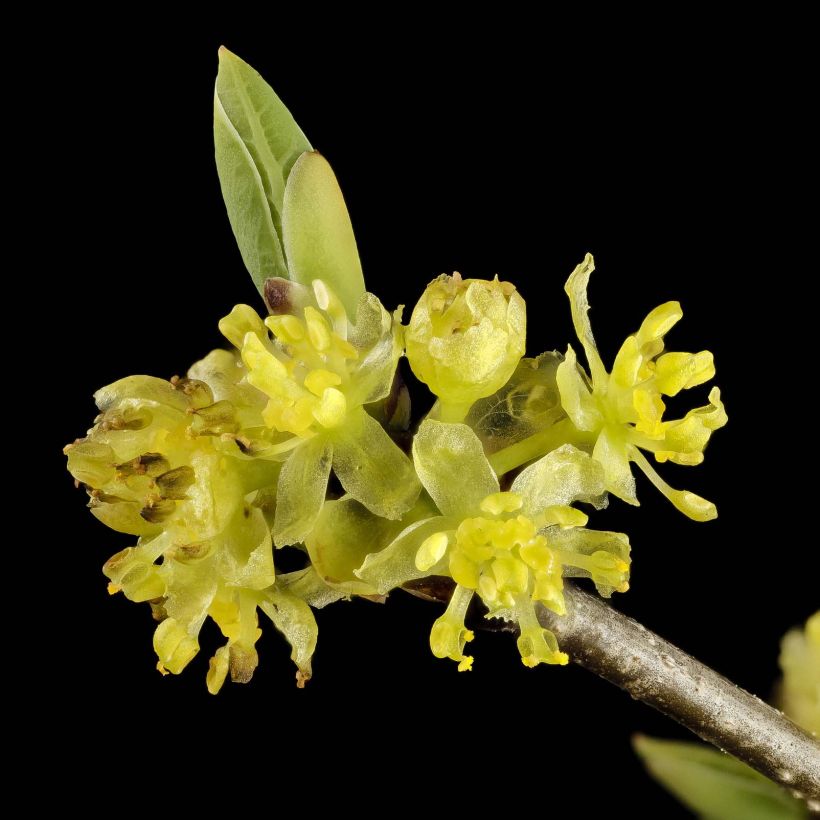 Lindera benzoin (Floración)