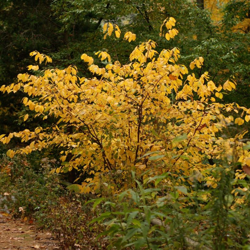 Lindera benzoin (Porte)