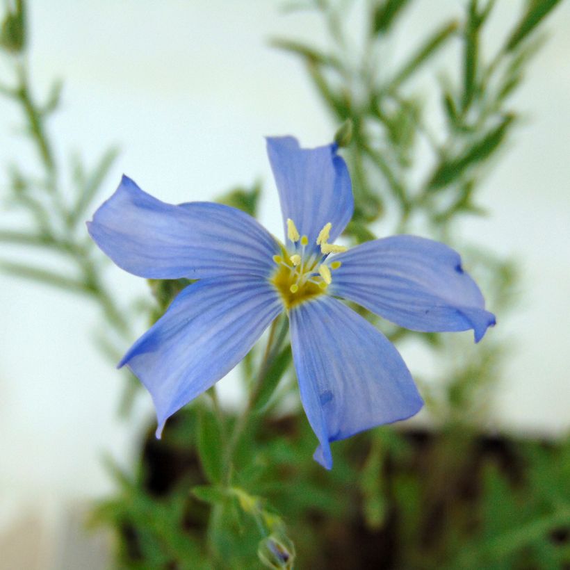 Linum perenne - Lino azul (Floración)