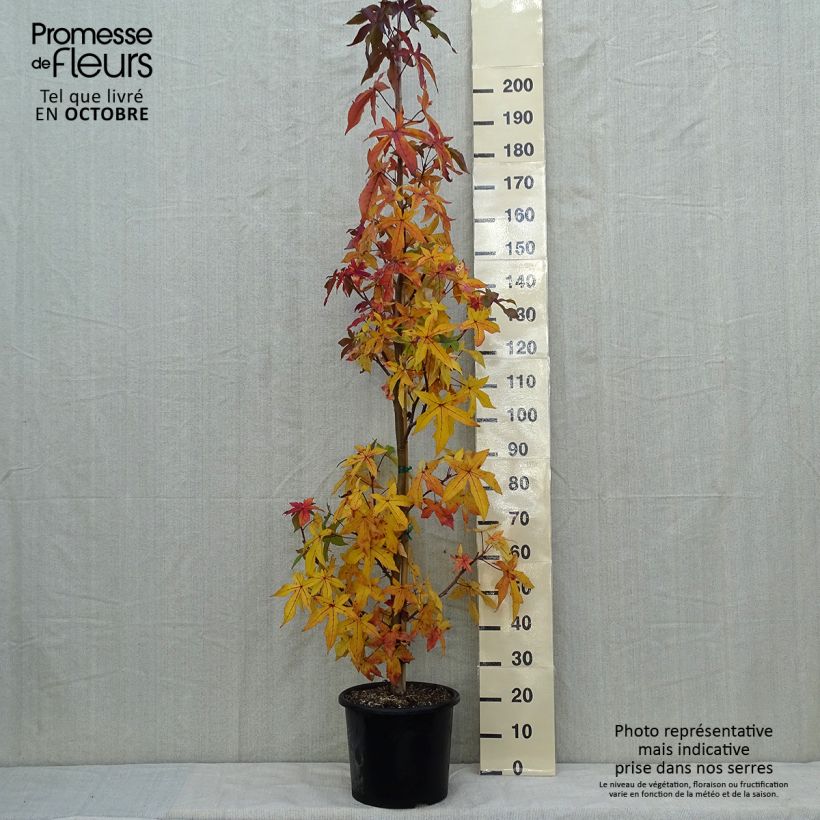 Ejemplar de Liquidambar styraciflua Palo Alto - Copalme d'Amérique Pot de 12L/15L entregado en otoño