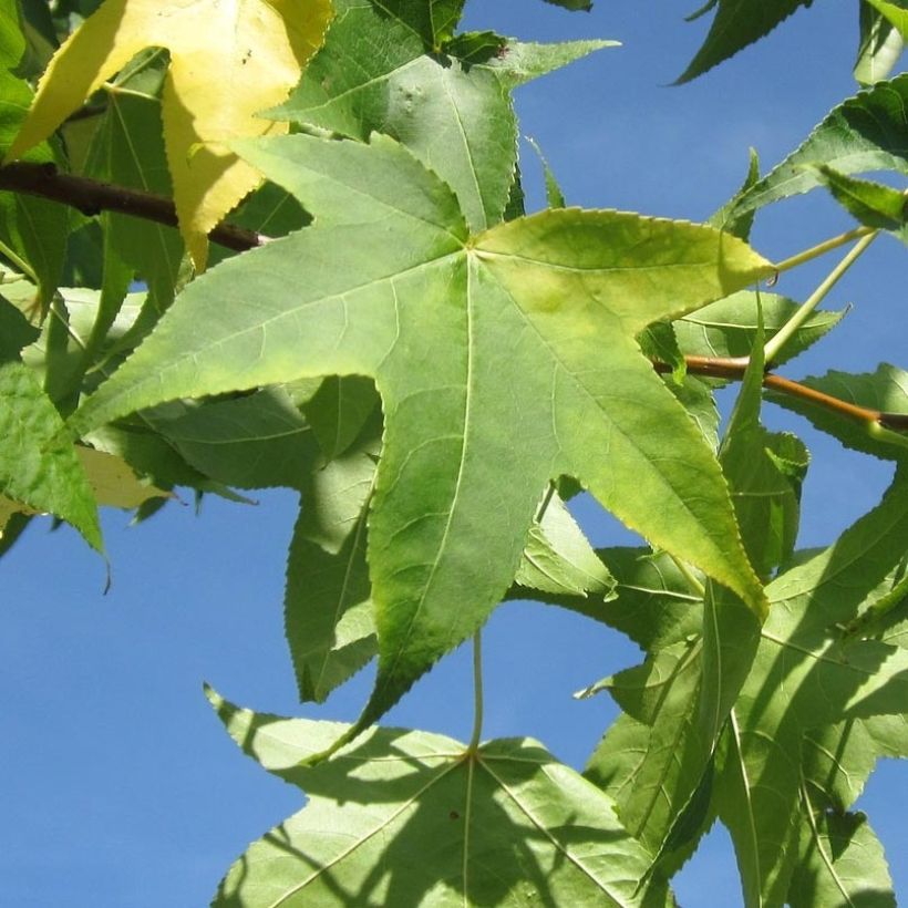 Liquidambar styraciflua Slender Silhouette (Follaje)