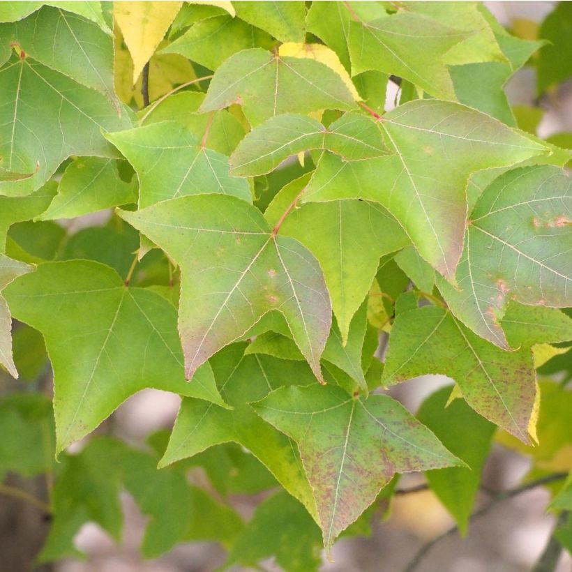 Liquidambar formosana (Follaje)