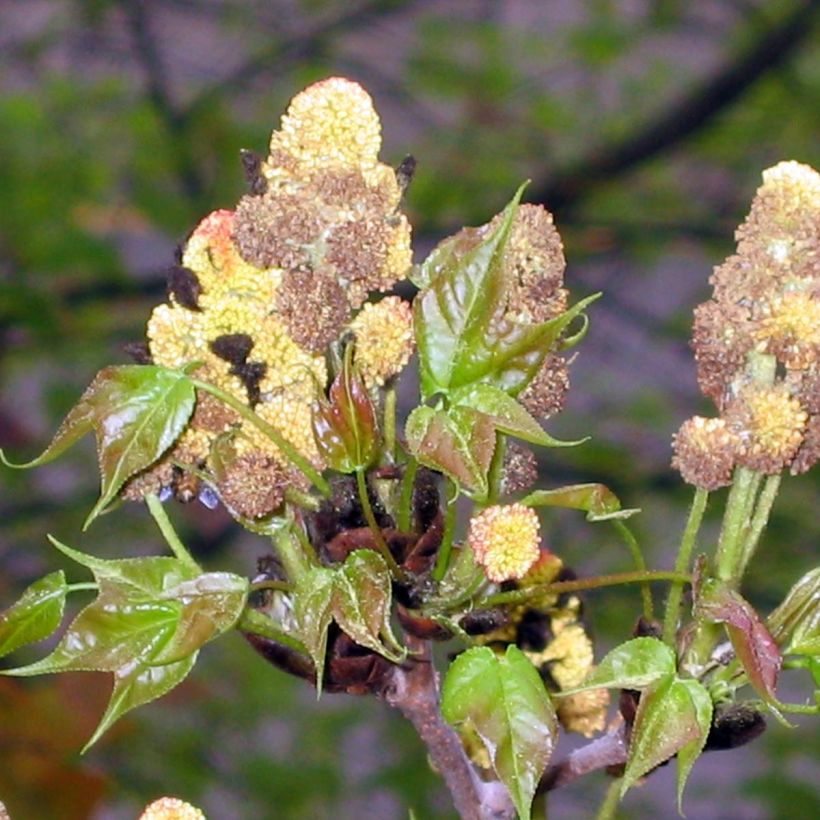 Liquidambar formosana (Floración)