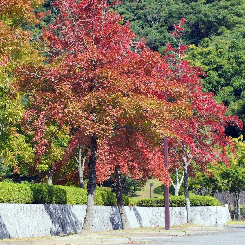 Liquidambar formosana (Porte)