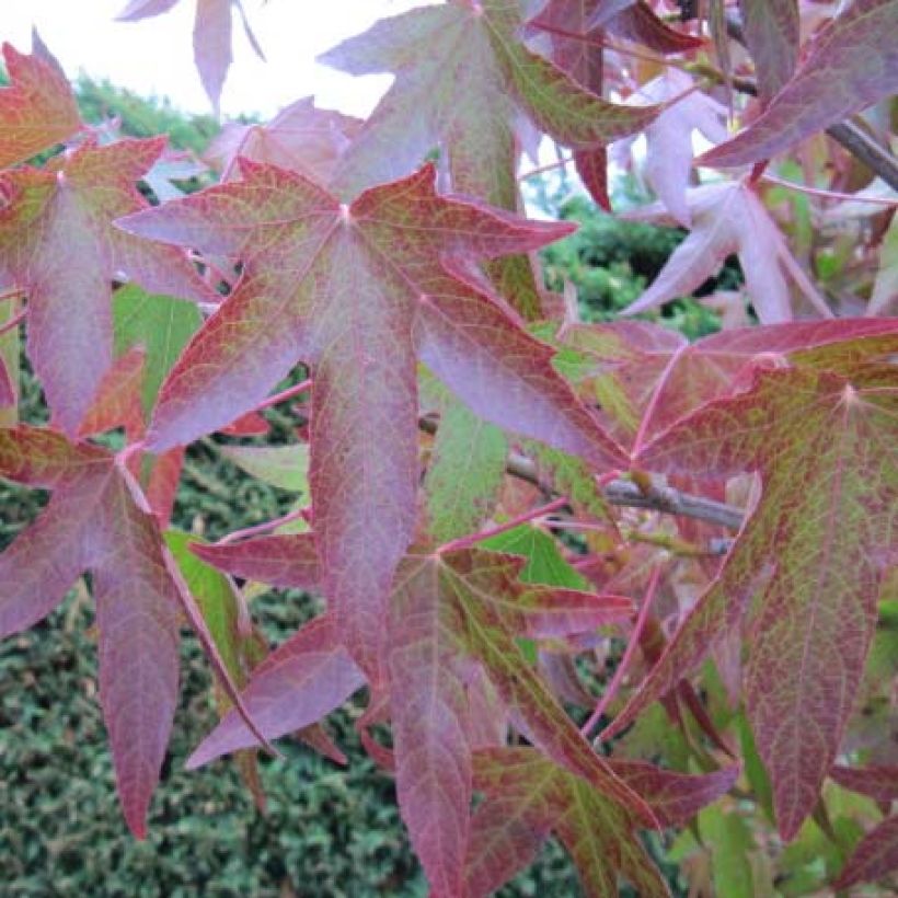 Liquidambar styraciflua - Liquidámbar americano (Follaje)