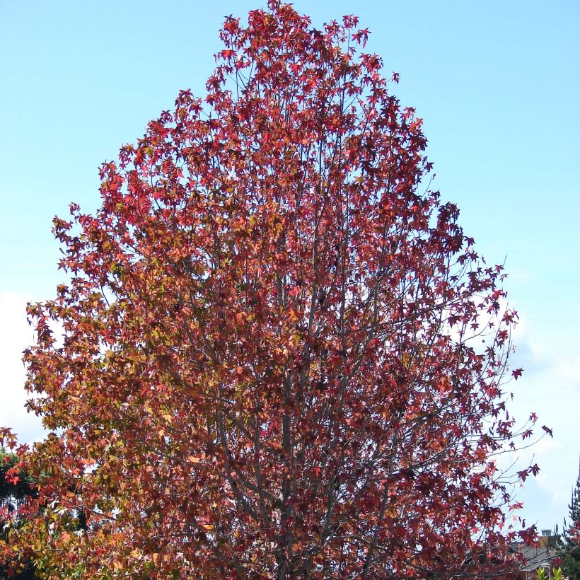 Liquidambar styraciflua - Liquidámbar americano (Porte)