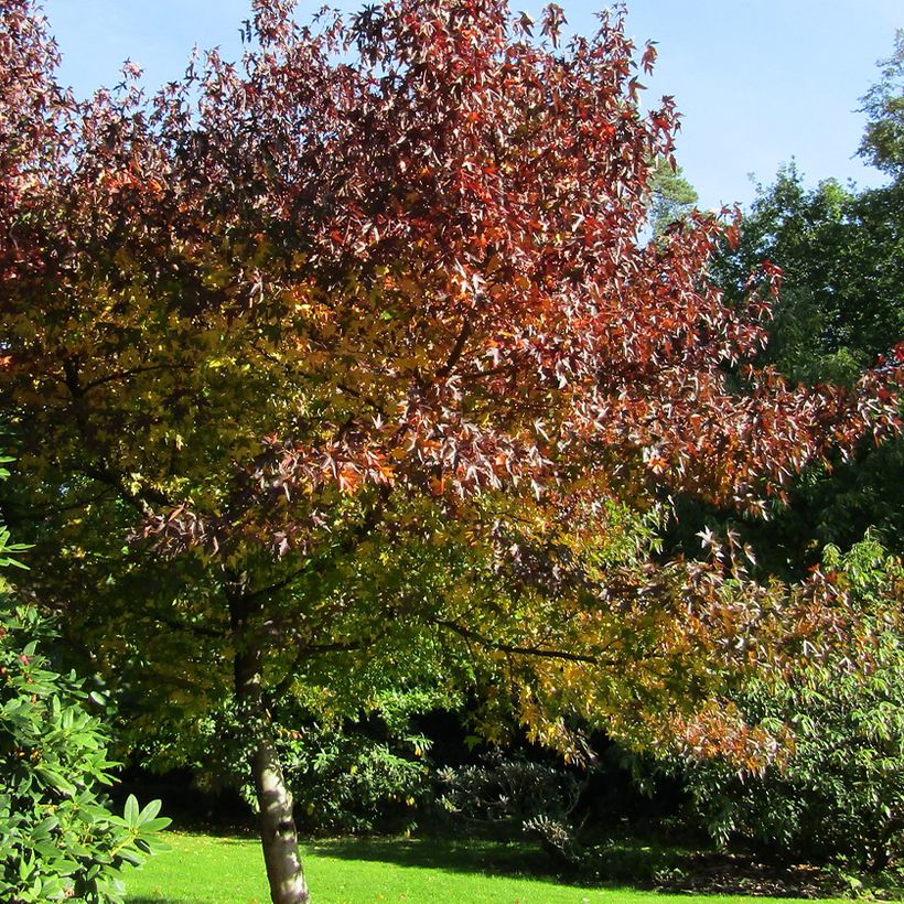 Liquidambar styraciflua Andrew Hewson (Porte)