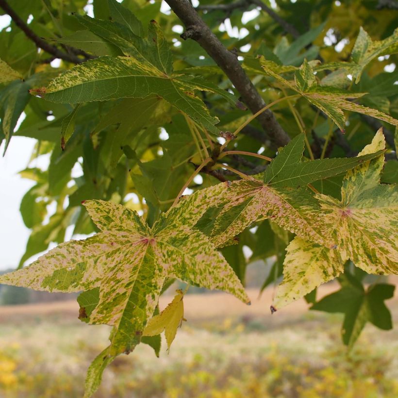 Liquidambar styraciflua Aurea (Follaje)