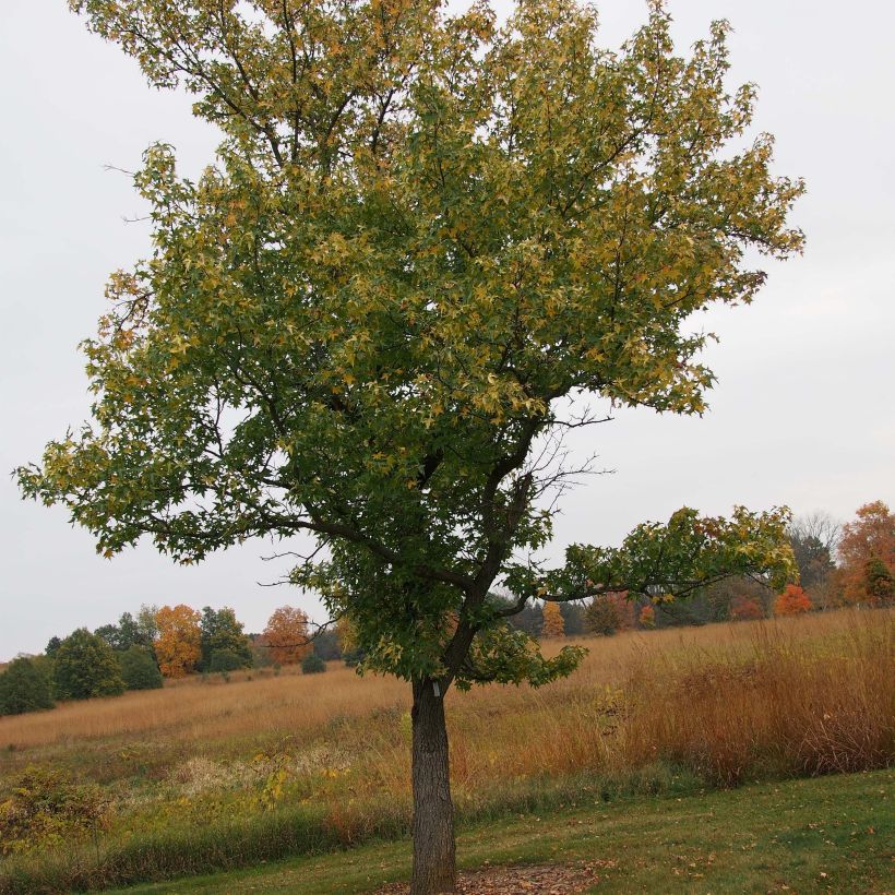 Liquidambar styraciflua Aurea (Porte)