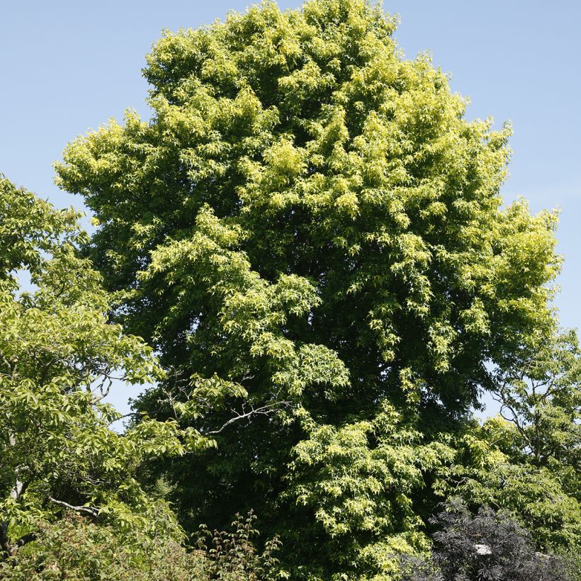 Liquidambar styraciflua Aurora (Porte)