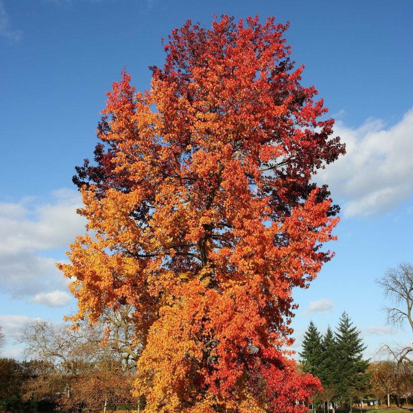 Liquidambar styraciflua Golden Sun (Porte)