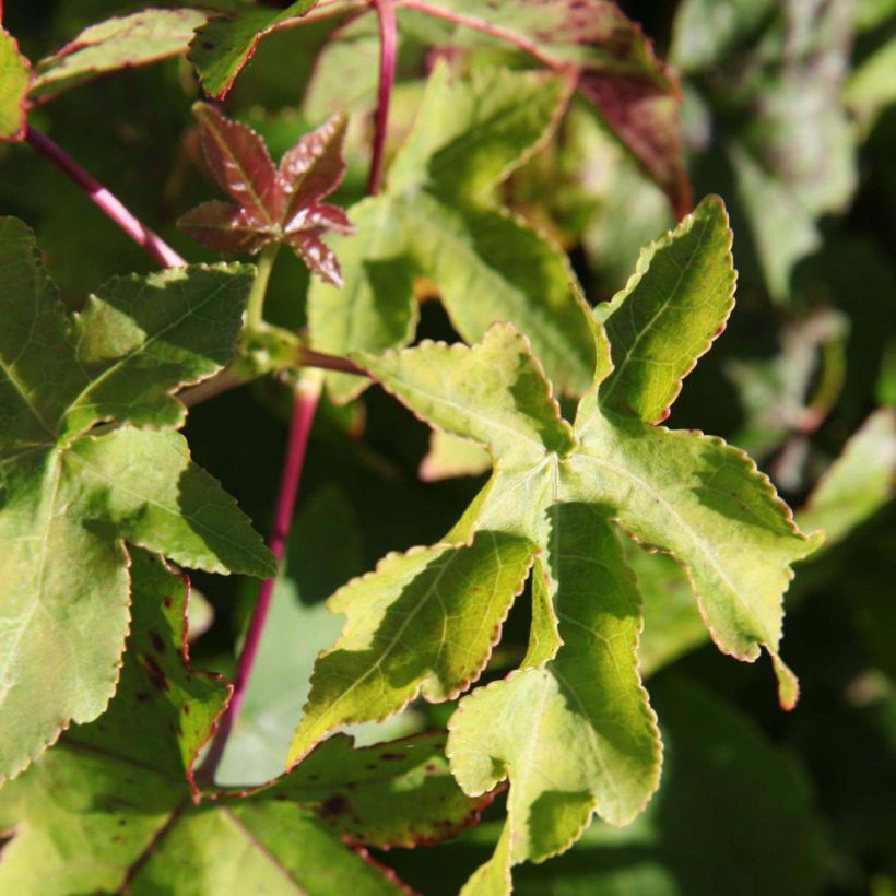 Liquidambar styraciflua Gum Ball (Follaje)