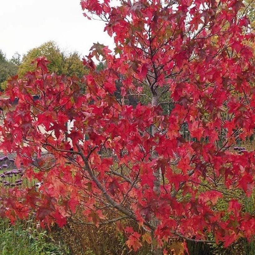 Liquidambar styraciflua Lane Roberts (Follaje)