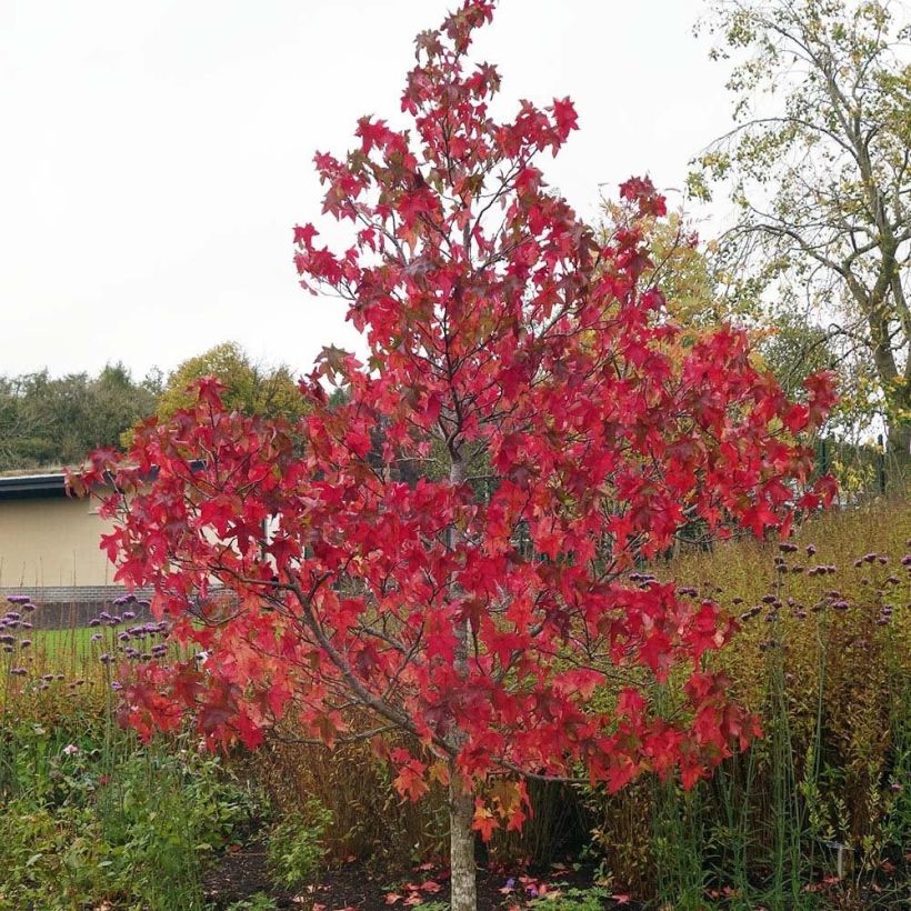 Liquidambar styraciflua Lane Roberts (Porte)