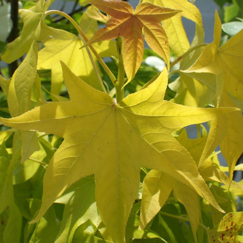 Liquidambar styraciflua Naree (Follaje)