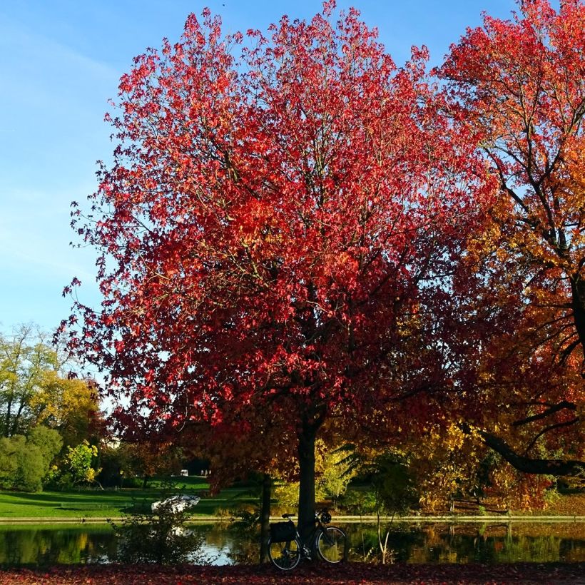 Liquidambar styraciflua Palo Alto (Porte)