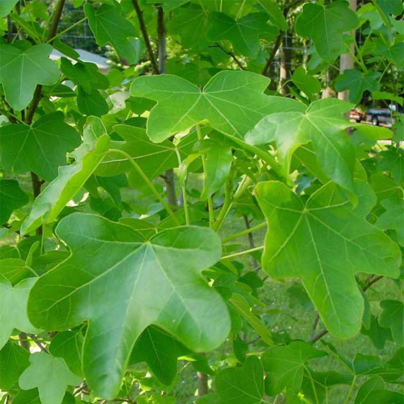 Liquidambar styraciflua Rotundiloba (Follaje)