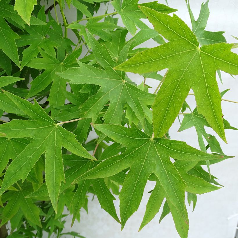 Liquidambar styraciflua Worplesdon (Follaje)