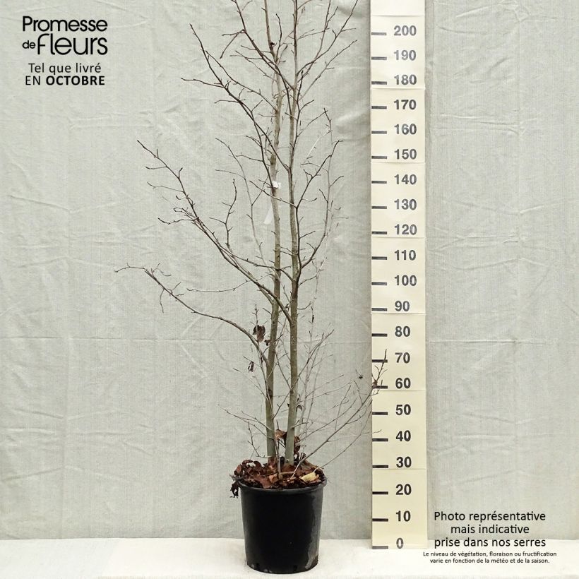 Ejemplar de Liquidambar styraciflua en pot de 12L/15L entregado en otoño