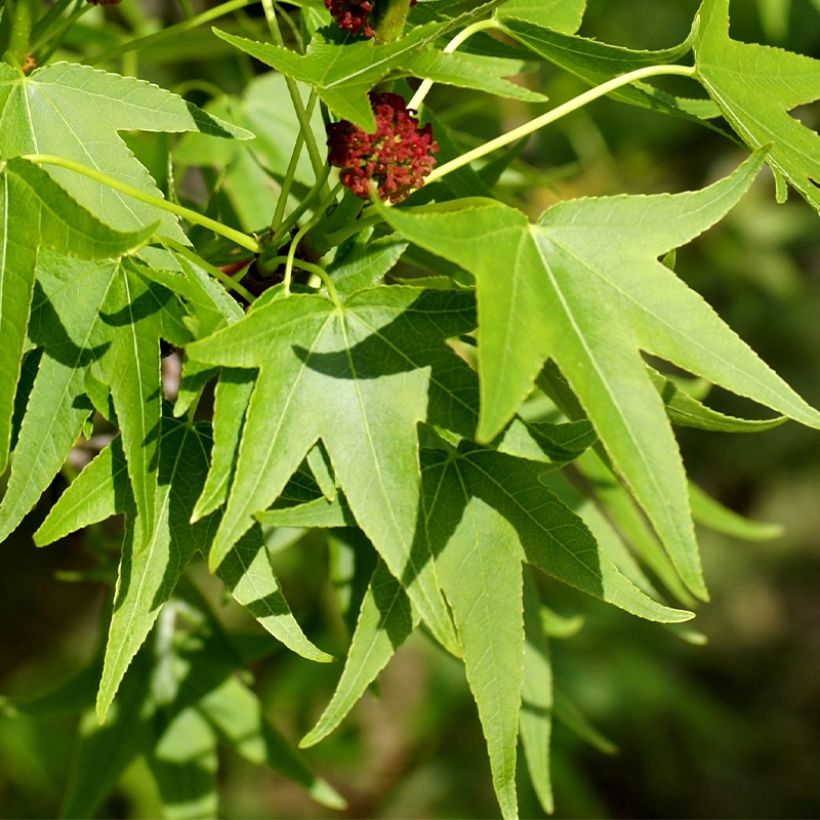 Liquidambar styracyflua Stella (Follaje)