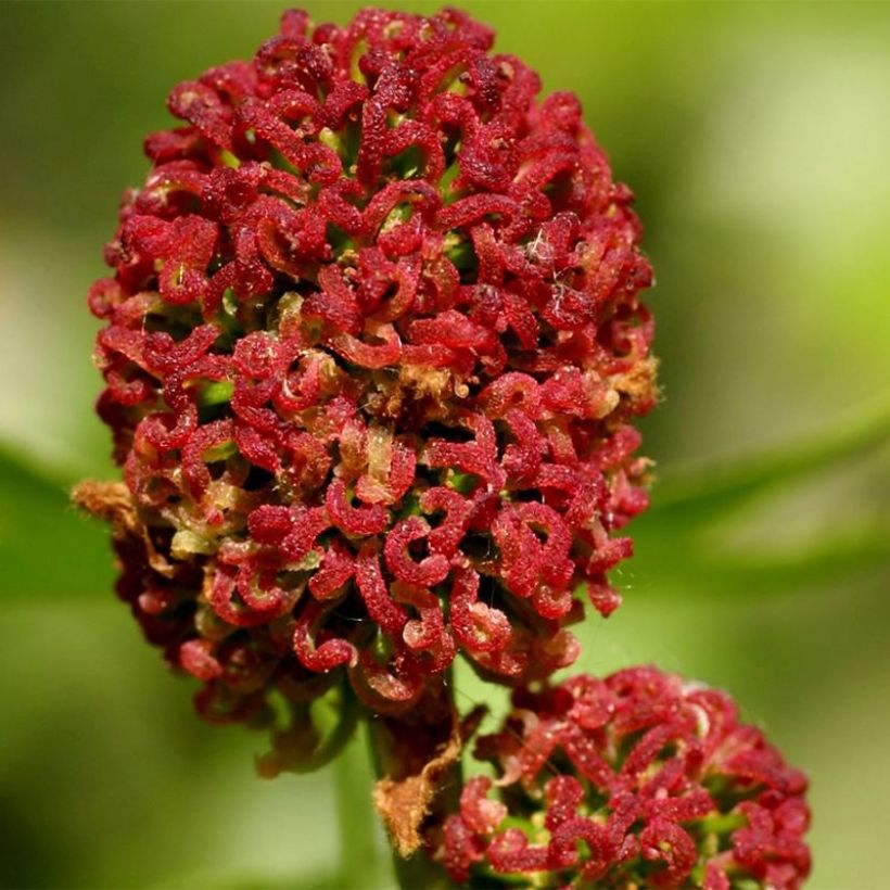 Liquidambar styracyflua Stella (Floración)