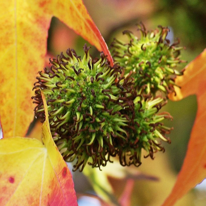 Liquidambar styracyflua Stella (Cosecha)