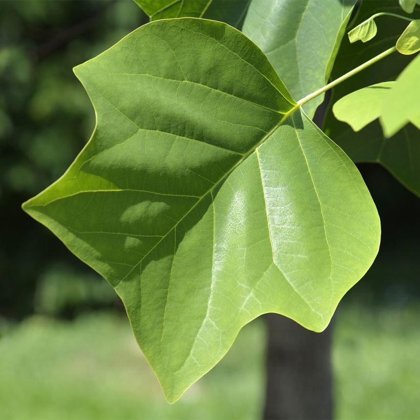 Arbol de las tulipas Edward Gursztyn - Liriodendron tulipifera (Follaje)