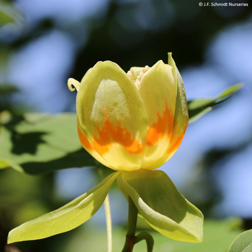 Arbol de las tulipas Emerald City - Liriodendron tulipifera (Floración)