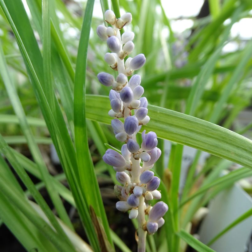 Liriope muscari - Serpentina (Floración)